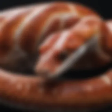 Expert monitoring of corn snake health