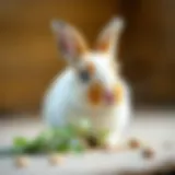 Comprehensive Guide to Dwarf Bunny Nutrition Introduction