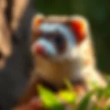 Comprehensive Guide to Ferret Care: What Every Owner Needs to Know Introduction
