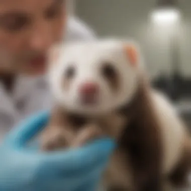 A veterinarian examining a ferret, highlighting the importance of professional diagnosis for health issues.