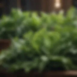 A vibrant assortment of leafy greens known for their calcium content.