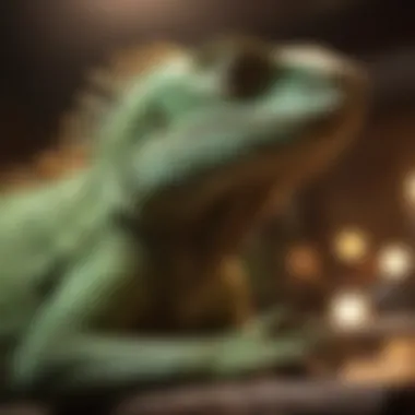 Close-up of a green iguana basking under a heat lamp