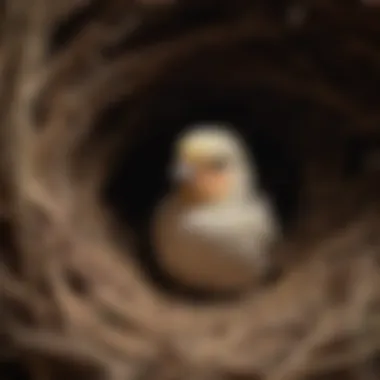 An interior view of a nest box showing suitable nesting materials.