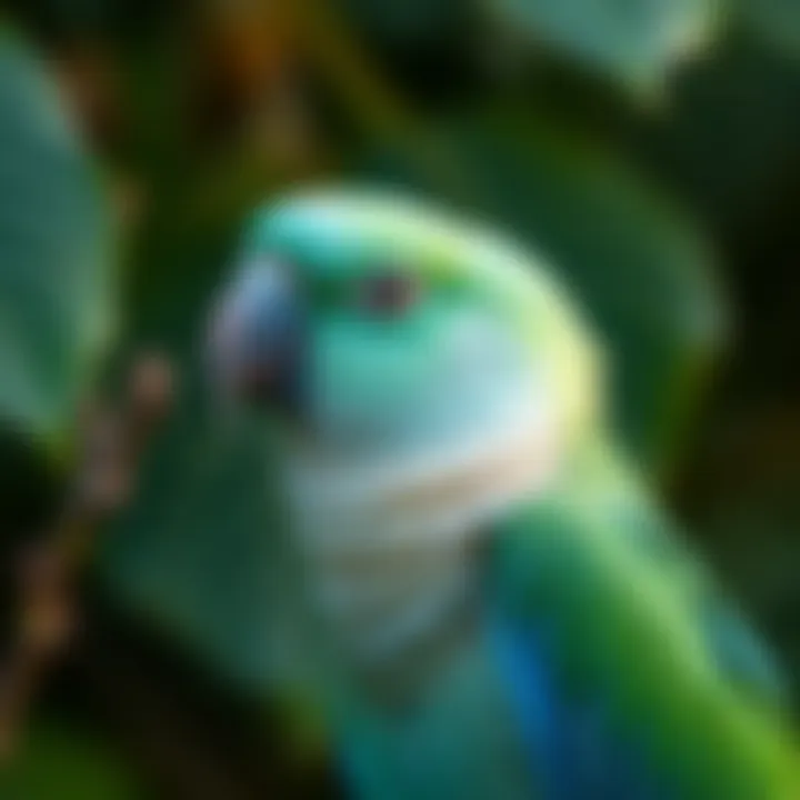 Comprehensive Guide to NutriBerries for Parrots Summary