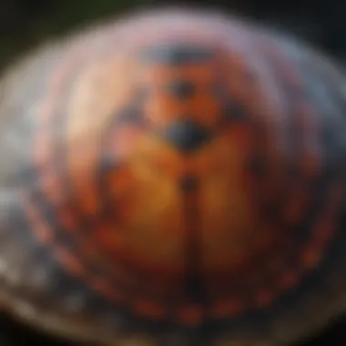 A close-up of a painted turtle's vibrant shell showcasing its unique patterns.