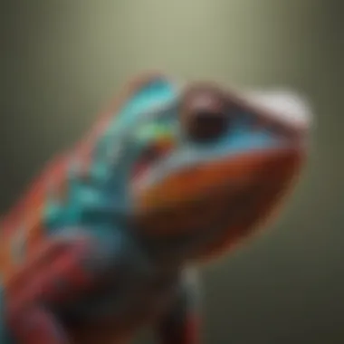 Healthy Panther Chameleon Displaying Colors Healthy panther chameleon showcasing vibrant colors