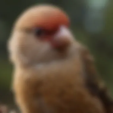 A healthy finch showcasing its lively feathers