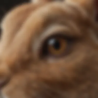 Identifying Rabbit Eye Disorders Common eye disorders affecting rabbits with visual symptoms
