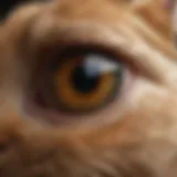 Close-up of a rabbit's eye showcasing signs of infection