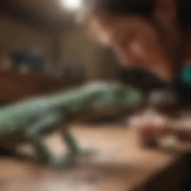 A qualified reptile veterinarian examining a lizard.