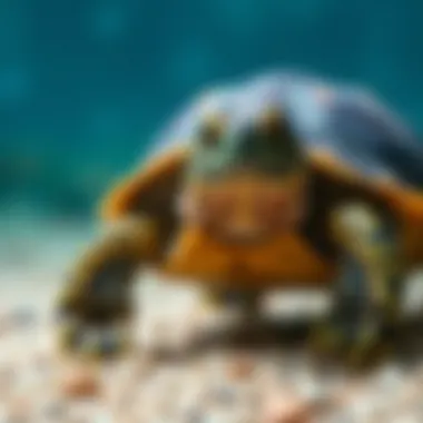 Preventative care tips for turtle owners