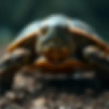 Understanding Turtle Health Issues Common health issues in turtles displayed visually