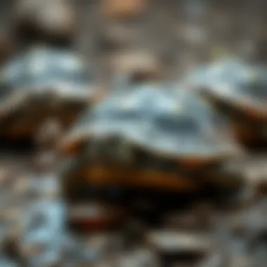 Nutritional Needs of Turtles Nutritional foods suitable for turtles