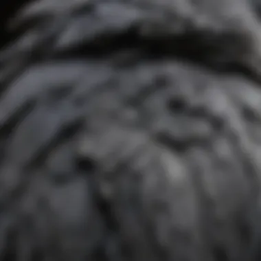 Close-up of African Gray Parrot showcasing its intricate feather patterns