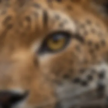 A close-up view of a leopard's distinctive spots, highlighting its unique patterns and physical characteristics.