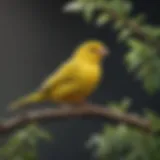 A vibrant yellow canary perched on a branch