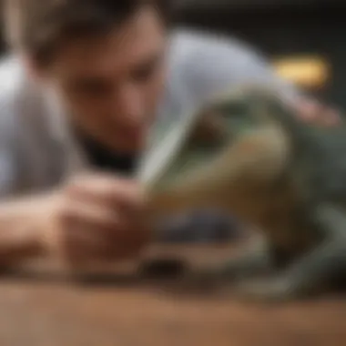 Veterinary professional examining a reptile.