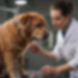 Veterinary professionals conducting an examination on a dog