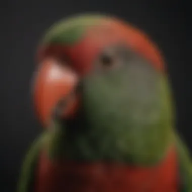 A close-up view of an eclectus parrot's distinctive beak and feathers.