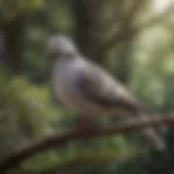 A serene dove perched on a branch, showcasing its delicate features and soft plumage.