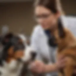 A friendly veterinarian examining a dog