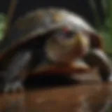 A vibrant red-eared slider turtle basking under warm light, showcasing its distinctive markings.