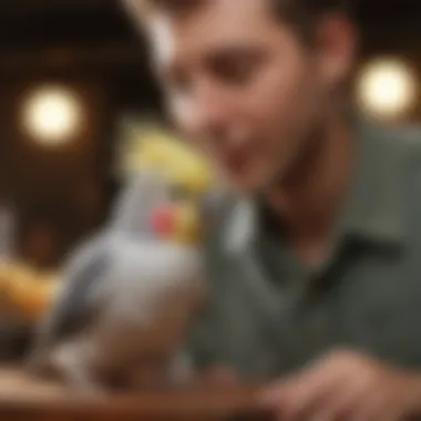 Cockatiel Social Interaction A cockatiel interacting with its owner, demonstrating socialization.