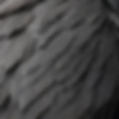 A vibrant close-up of an African Grey Parrot showcasing its feather details