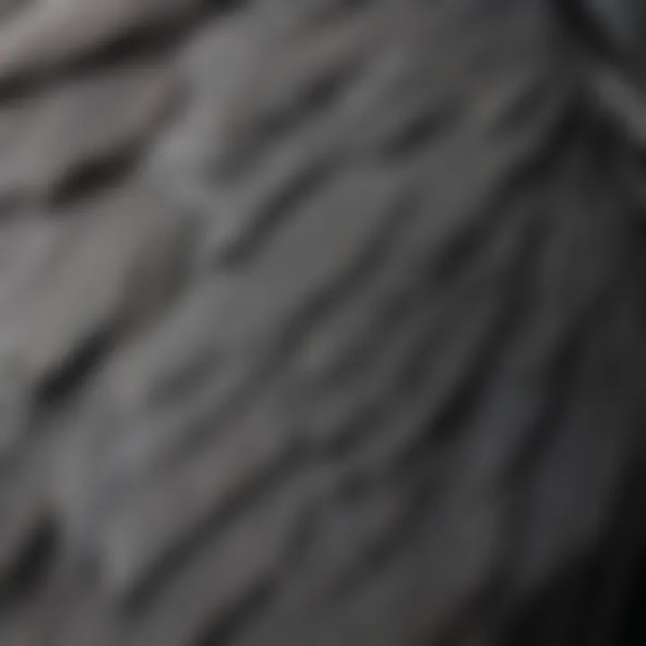 A vibrant close-up of an African Grey Parrot showcasing its feather details