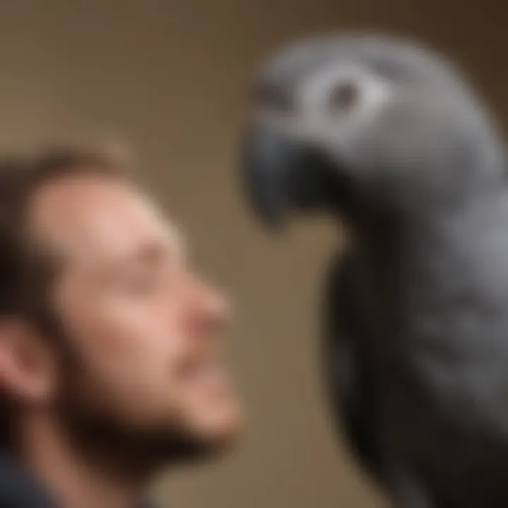 A close-up of an African Grey parrot interacting with its owner, highlighting the bond between them.