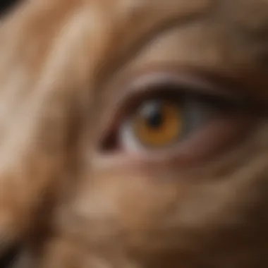 Pet owner applying ointment to a rabbit's eye