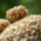 Close-up view of bird pellets highlighting texture and composition