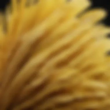 A close-up of a canary's intricate feather details, highlighting its beauty.