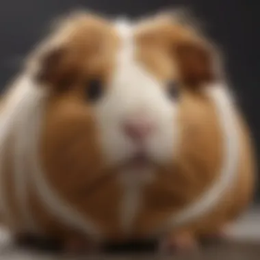 Close-up of a Peruvian guinea pig highlighting its long, flowing fur