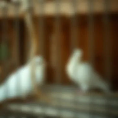 Spacious Natural Material Dove Cage Spacious dove cage with natural materials