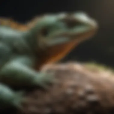A community event focused on reptile care and veterinary services