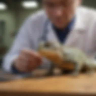 Veterinary Care for Reptiles A reptile receiving veterinary care with a stethoscope