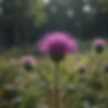 Benefits of Milk Thistle for Pets Infographic showcasing benefits of milk thistle for pets