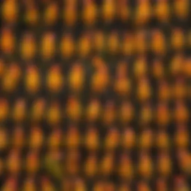 A collage of names inspired by the sun conure's characteristics and traits