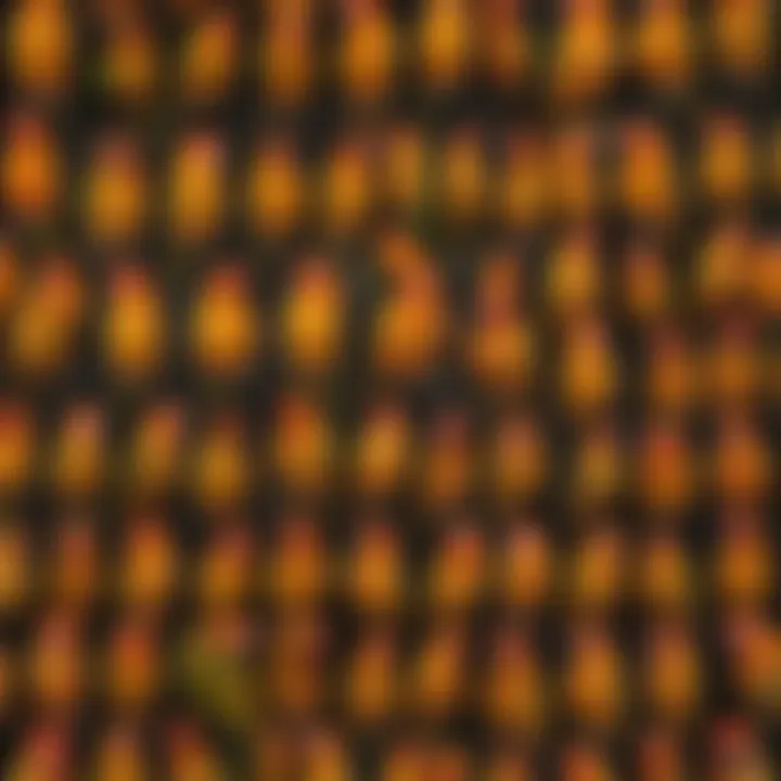 A collage of names inspired by the sun conure's characteristics and traits