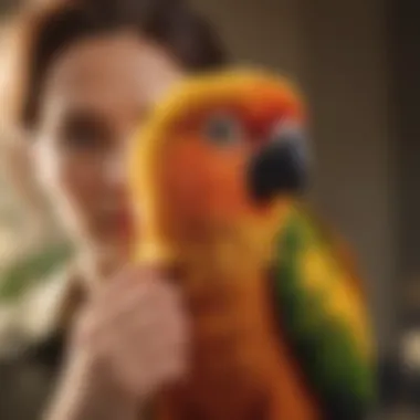 A serene moment of a sun conure nestled with its owner, symbolizing the bond