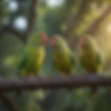 Colorful parakeets perched on a branch in a local park