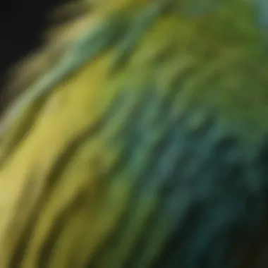 A close-up view of a parakeet showcasing its unique feather patterns