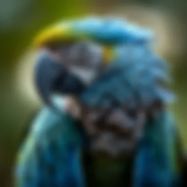 Cost Considerations When Acquiring a Macaw Financial aspects of caring for a macaw