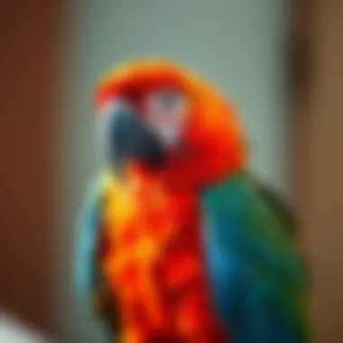Choosing the Right Breeder for Your Macaw Sourcing a macaw from a reputable breeder