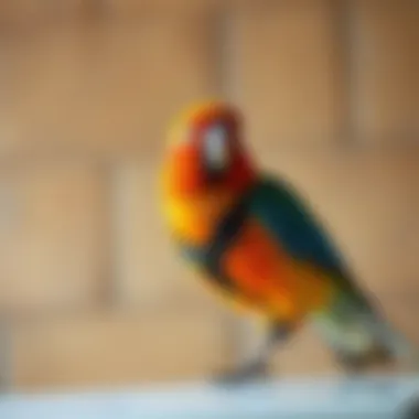 Notable Exploring the AvianWeb EZ Harness: A Comprehensive Guide for Bird Owners Notable Exploring the AvianWeb EZ Harness: A Comprehensive Guide for Bird Owners
