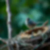 Exploring the Best Bird Nesting Materials Introduction