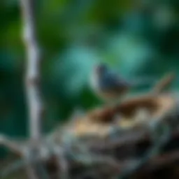 Exploring the Best Bird Nesting Materials Introduction