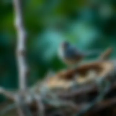 Exploring the Best Bird Nesting Materials Introduction Exploring the Best Bird Nesting Materials Introduction