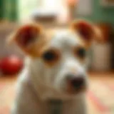 Exploring the Eat Like a Bird Diet for Pets: A Comprehensive Guide Introduction